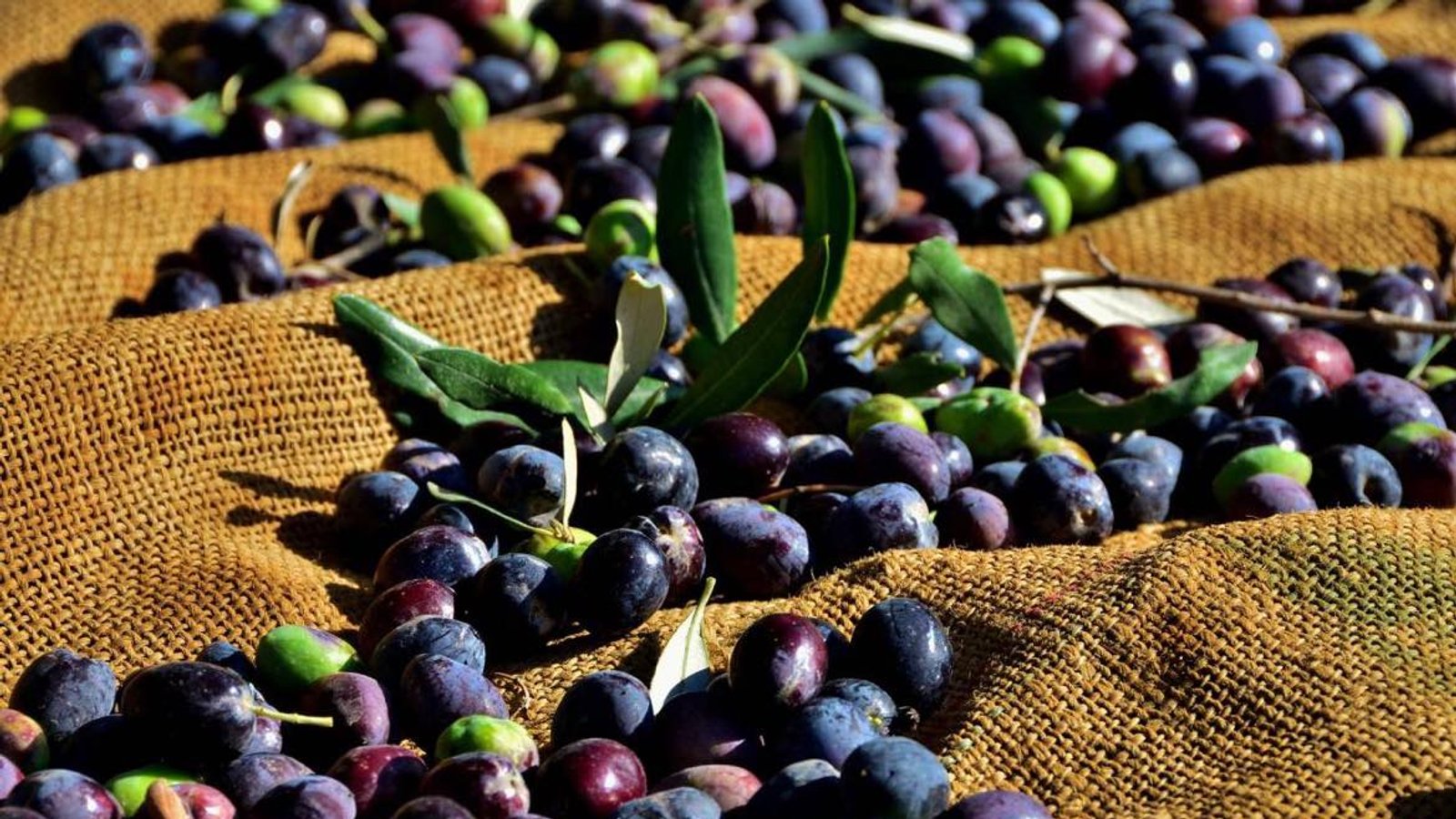 Gazimağusa'da zeytin hasadı başlama tarihleri açıklandı