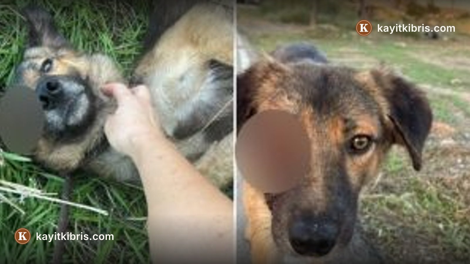Hamitköy'de köpeklerin hava tüfeğiyle vurulduğu iddiası: biri hayatını kaybetti