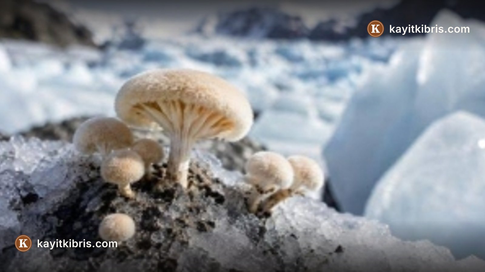 Kutup mantarlarından Alzheimer araştırmalarına yeni umut