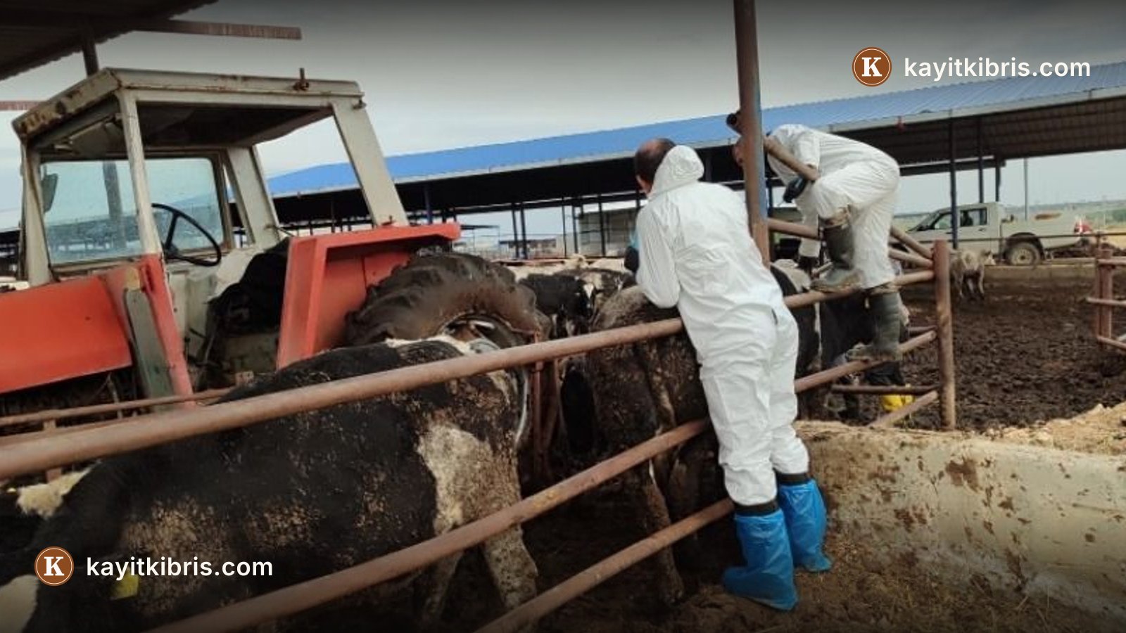 Tarım örgütleri, şap mağduru üreticiler için takvim ve tazminat netliği istedi