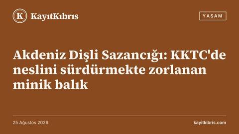 Akdeniz Dişli Sazancığı: KKTC'de neslini sürdürmekte zorlanan minik balık