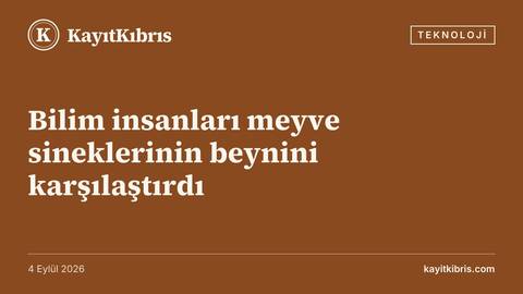 Bilim insanları meyve sineklerinin beynini karşılaştırdı