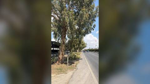 Demirhan mevkiinde yarın ağaç budama çalışması yapılacak