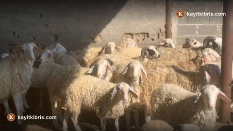 Devlet Üretme Çiftlikleri Dairesi'nden kasaplık hayvan satışı