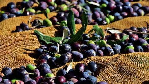 Gazimağusa'da zeytin hasadı başlama tarihleri açıklandı