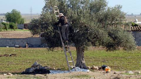 Girne’de zeytin toplama tarihleri açıklandı