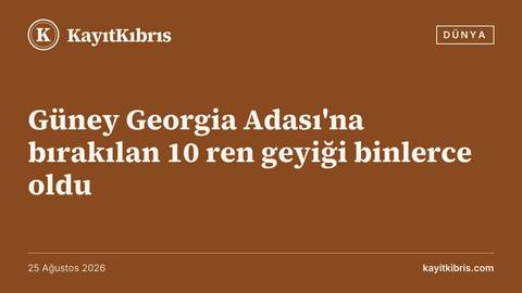 Güney Georgia Adası'na bırakılan 10 ren geyiği binlerce oldu
