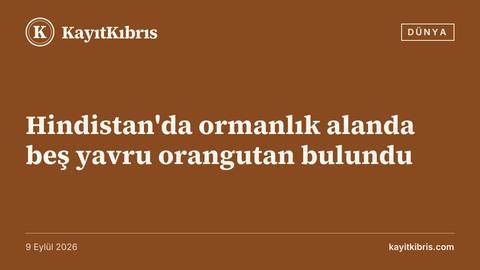 Hindistan'da ormanlık alanda beş yavru orangutan bulundu