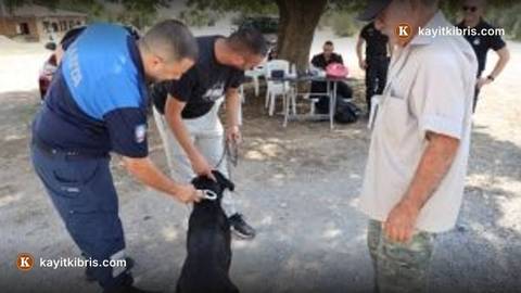 İskele'de köpeklere mikroçip ve ruhsat zorunluluğu 20 Ekim'e kadar sürecek