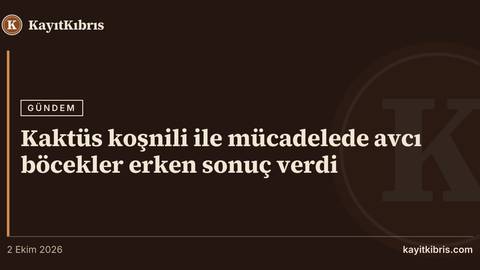 Kaktüs koşnili ile mücadelede avcı böcekler erken sonuç verdi