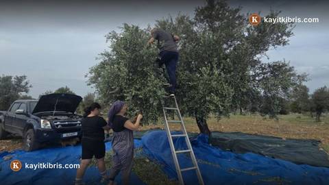 Karpaz'da zeytin hasadı başladı