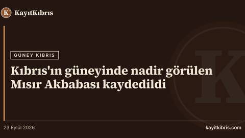 Kıbrıs'ın güneyinde nadir görülen Mısır Akbabası kaydedildi