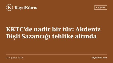 KKTC'de nadir bir tür: Akdeniz Dişli Sazancığı tehlike altında