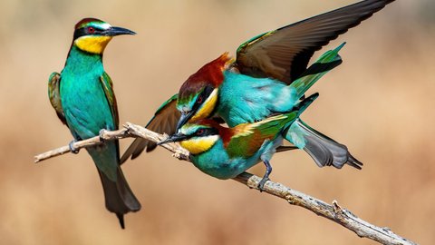 Kuş fotoğrafçısı Gökeri: Her karenin ayrı bir hikayesi var