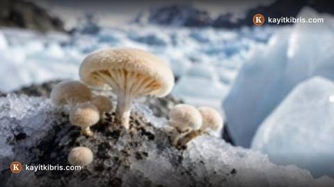 Kutup mantarlarından Alzheimer araştırmalarına yeni umut